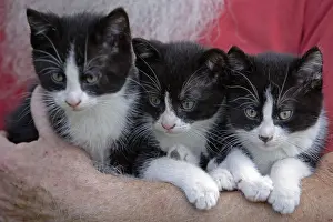 Litters: Man holding kitten in is arms Normandy France