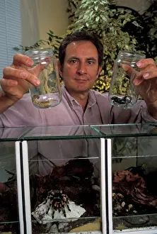 Tarantulas: Man holding scorpions in container. Tarantula /