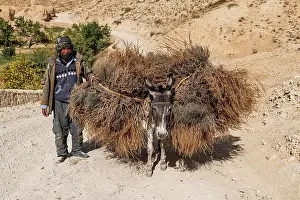 Packed: Man with his loaded donkeys on his way home, Yakawlang