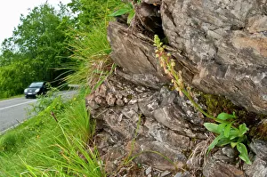 Orchis: Man Orchid very close to the road with a car in background