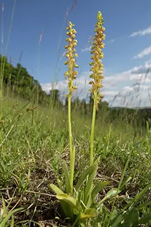 Calcareous: Man orchid (Orchis anthropophora), Two flowers in