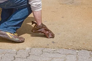 Faeces: Man - picking up dog faeces