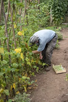 Picking: Man picking French beans Allegria