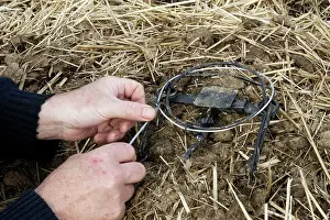 Martens: Man setting humane trap 'Belisle trapI - animals