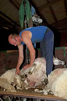 Shearing: Man shearing sheep