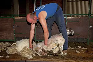 Shearing: Man shearing sheep
