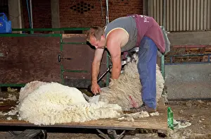 Shearing: Man shearing sheep fleece - Colemans Hill Farm UK