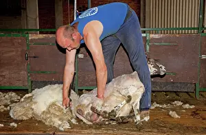 Shearing: Man shearing sheep fleece - Colemans Hill Farm UK