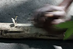 Methods: Man from Tanna Island, Vanuatu demonstrating traditional