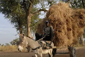Cart: A man back to the village with his cart