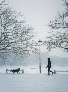Seating: Man walking his dog in the city park. Silhouette