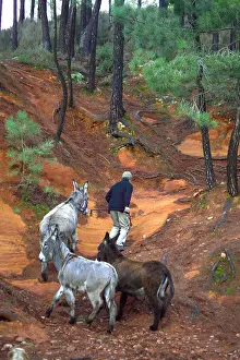 Rope: Man walking donkeys in a pine forest Provence France