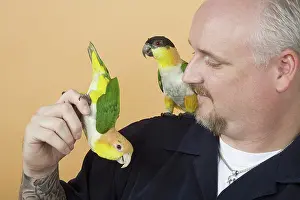 Psittacinae: Man with White-bellied and Black-headed Caiques