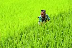 Local: Man is working in green terrace rice fields, Upper
