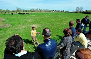 Camarguaise: The Manade des Baumelles is organizing visits of