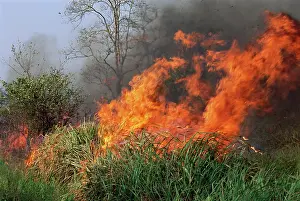 Burning: Managed burning of savanna woodland