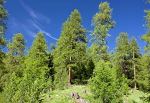 Larches: Managed natural Larch forest