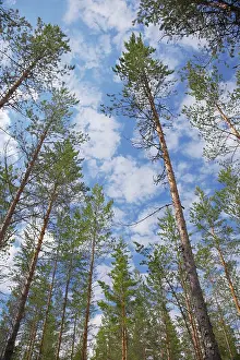 Managed: Managed Pine Forest