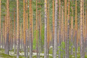 Managed: Managed Pine Forest