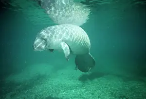 Trichechus: Manatee