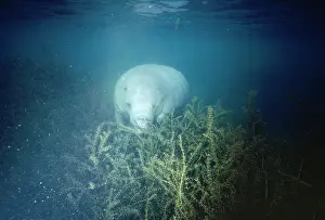 Trichechus: MANATEE