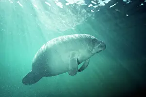 Trichechus: MANATEE