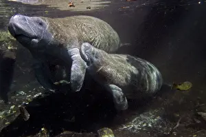 Trichechus: Manatee - calf suckling on the teat under her mothers