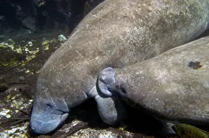 Trichechus: Manatee - cow suckling her calf (the teat is under