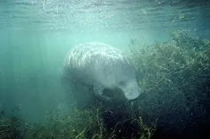 Trichechus: MANATEE - FEEDING