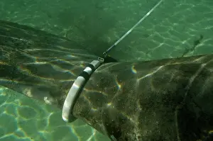 Trichechus: Manatee - huge tag attached to female Manatee -