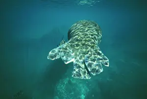 Victims: Manatee - Injured by boat