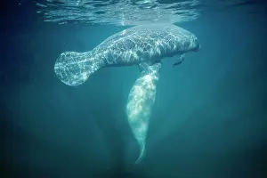 Trichechus: Manatee - mother, calf suckling