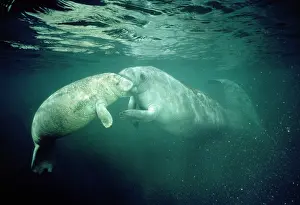 Trichechus: Manatee - mother & young mouthing