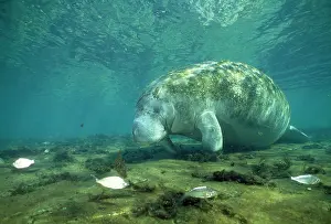 Trichechus: MANATEE - ON RIVER BED