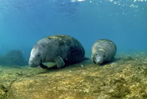 Trichechus: MANATEE - TWO AT RIVER BED