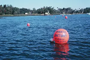 Manatees: Manatee Sanctuary - crystal river