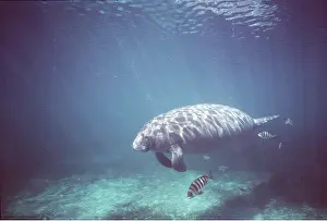 Manatees: MANATEE / Sea Cow