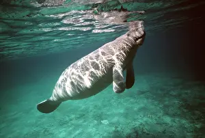 Breathing: MANATEE / Sea Cow