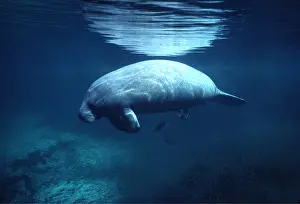 Manatees: MANATEE / Sea Cow