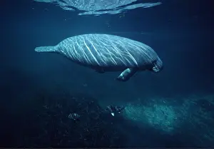 Manatees: MANATEE / Sea Cow