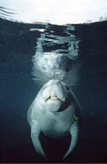 Mouths: MANATEE / Sea Cow - facing, at surface