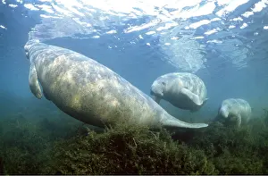 Kurt Amsler: MANATEE / Sea Cow - group swimming