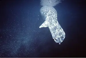 Manatees: MANATEE / Sea Cow - Injured by boat