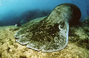 Diver: MANATEE / Sea Cow - injured by boat propeller