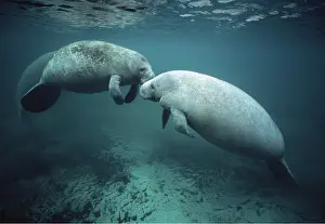 Manatees: MANATEE / Sea Cow - mother and water