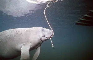Rope: MANATEE / Sea Cow - with rope in mouth near a boat