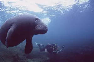 Diver: MANATEE / Sea Cow - with scuba diver