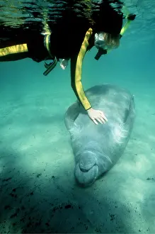 Touching: MANATEE / Sea Cow - stroked by scuba diver, underwater