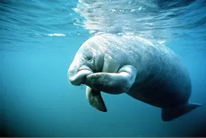 Manatees: MANATEE / SEA COW - underwater