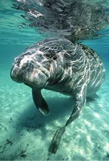 Manatees: MANATEE / Sea Cow - underwater, head-on